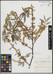 Foto von Salix alba L.